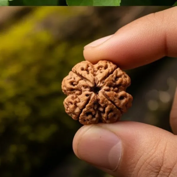 Natural_4_Mukhi_Rudraksha